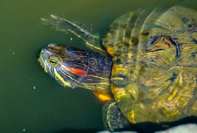 la-tortue-d-eau-guide-complet-sur-les-besoins-des-tortues-aquatiques-floride-conseils-blog
